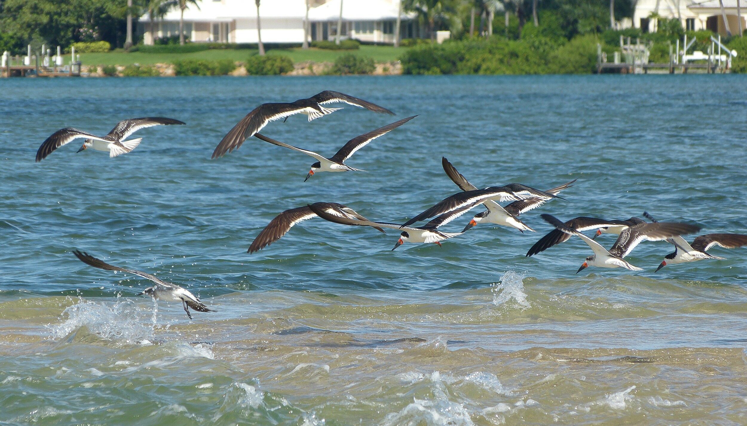 Click to See Next Image